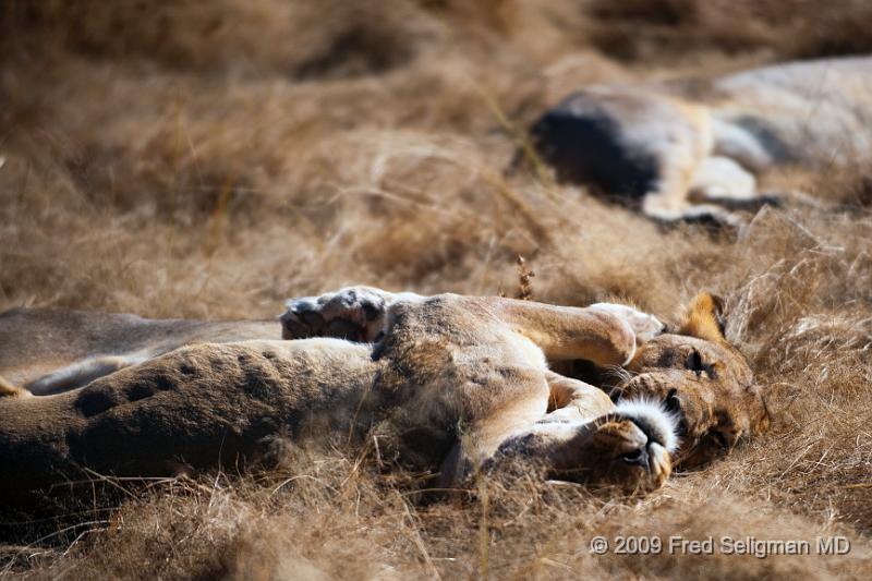 20090611_090129 D3 (1) X1.jpg - Lions at Little Ongava Reserve, a private game area, contiguous with Etosha National Park, Namibia